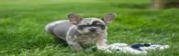 French Bulldog dogs for sale: Ace  (Blue Merle Tan) 🐶✨ - Ad 17