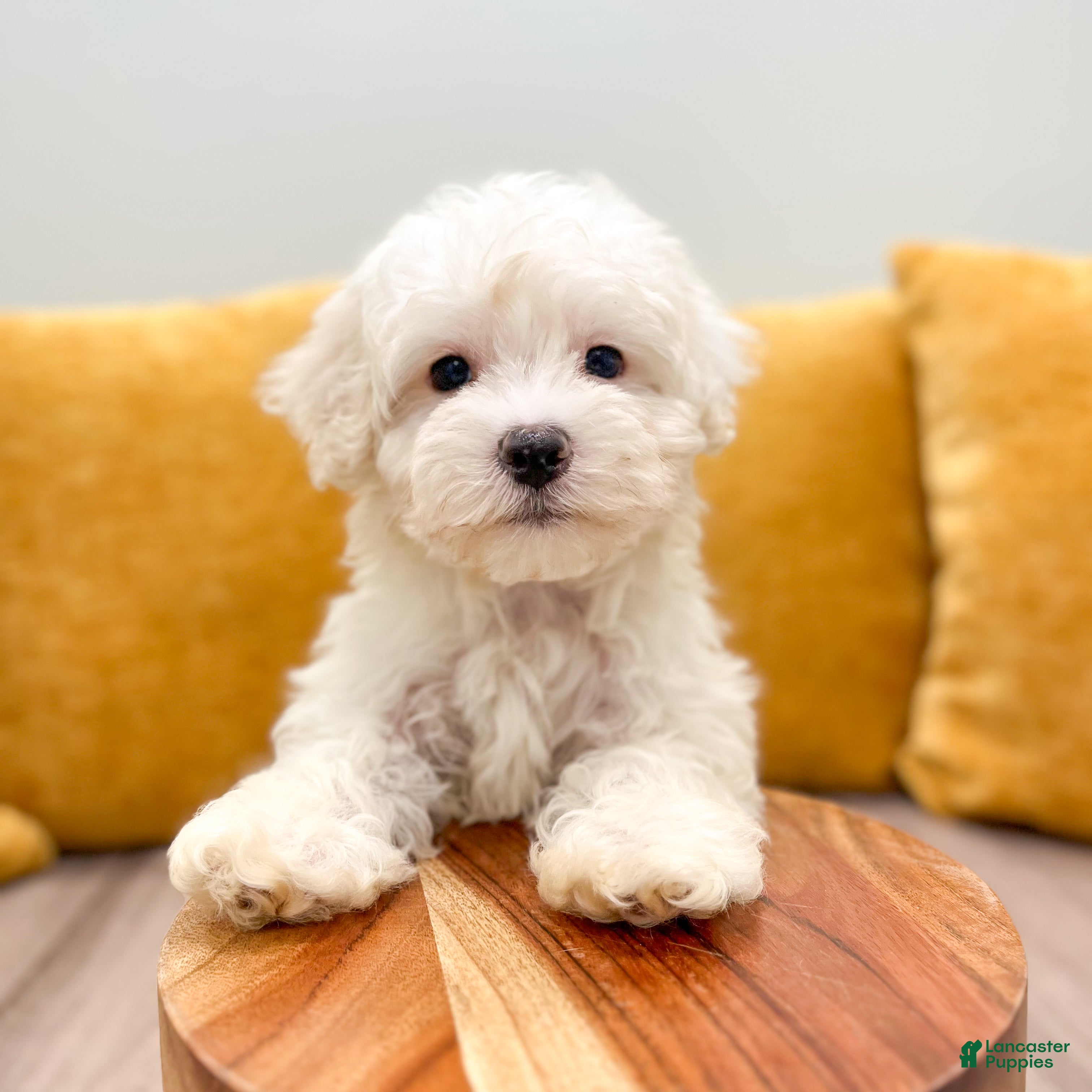 Havanese dogs Carl - Ad 2