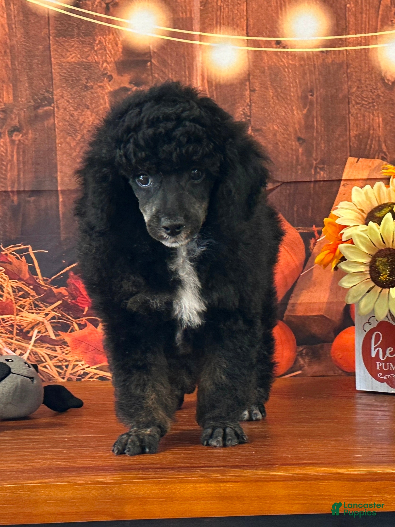 Miniature Poodle dogs Beau - Ad 7