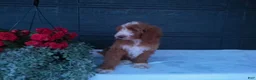 Goldendoodle dogs for sale: Ginger  - Ad 4