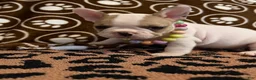 French Bulldog dogs for sale: French Bulldog 3 - Ad 3