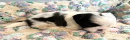 Shih Tzu dogs for sale: Shih Tzu 9 - Ad 2