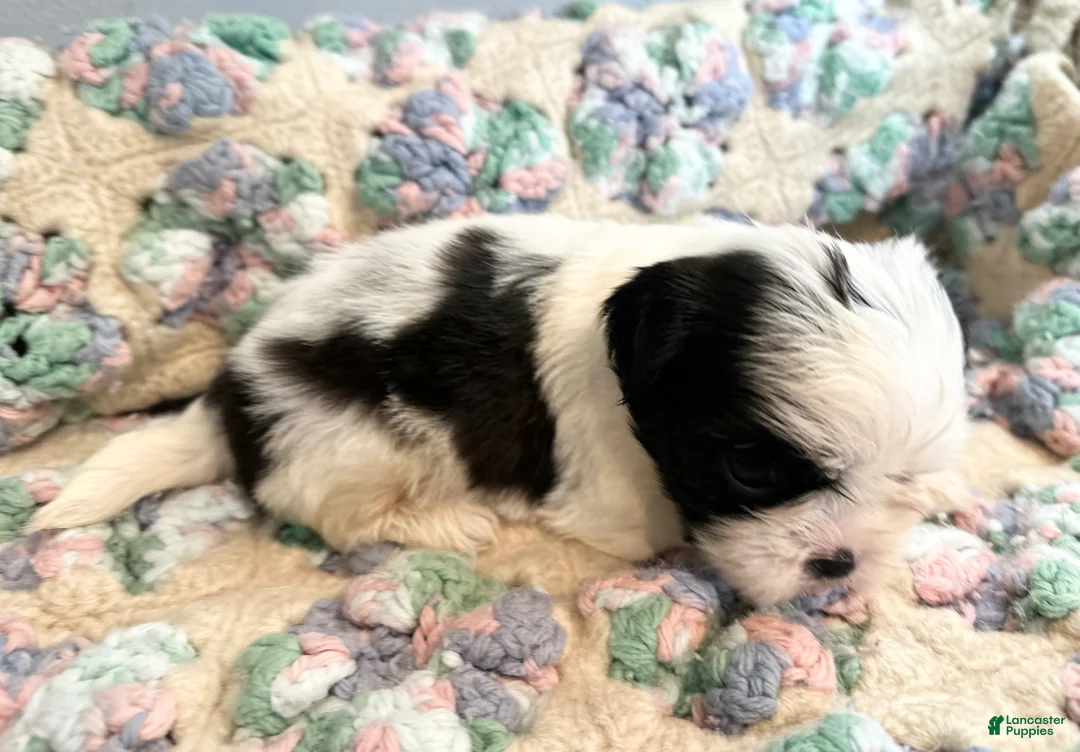 Shih Tzu dogs for sale: Shih Tzu 9 - Ad 2