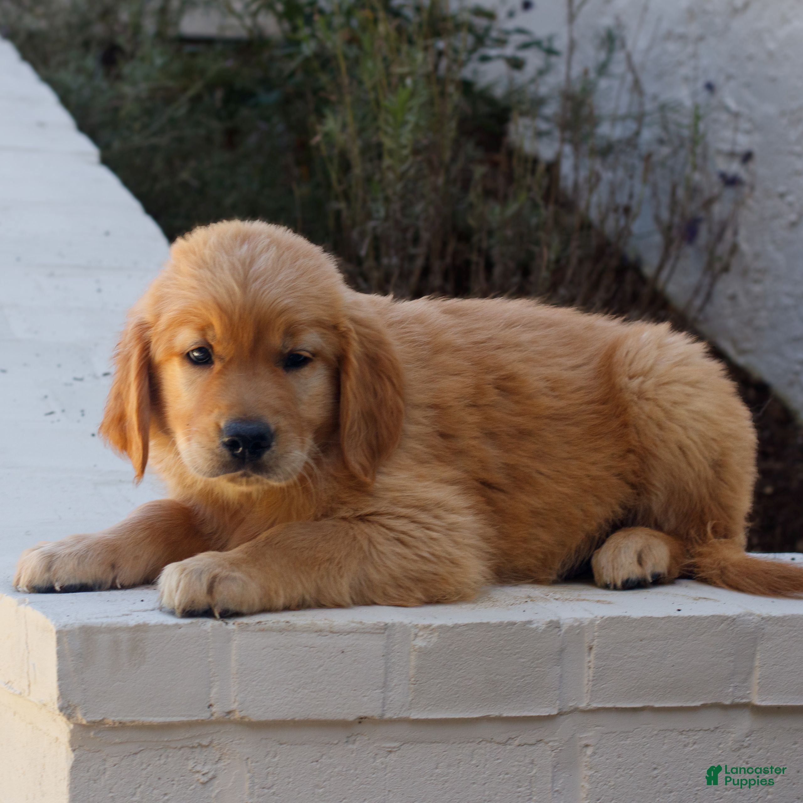 Golden Retriever dogs for sale: Brooks  - Ad 2
