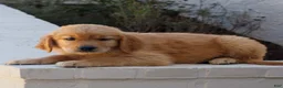 Golden Retriever dogs for sale: Brooks  - Ad 1