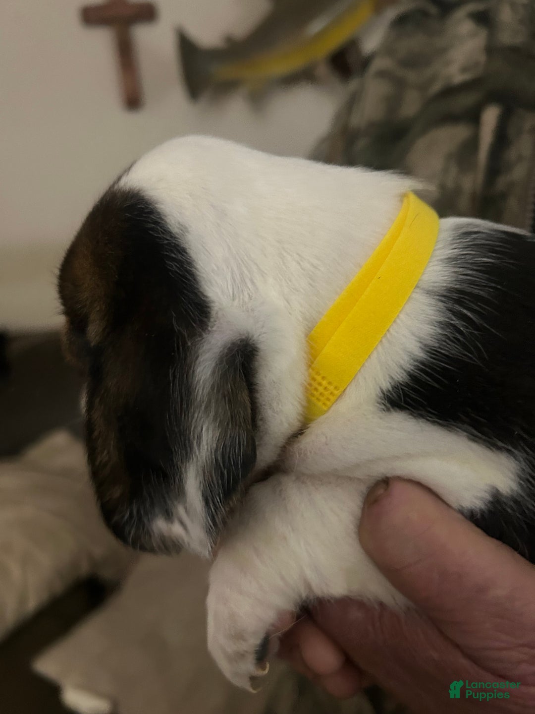 Beagle dogs for sale: Beagle Puppy 1 - Ad 4