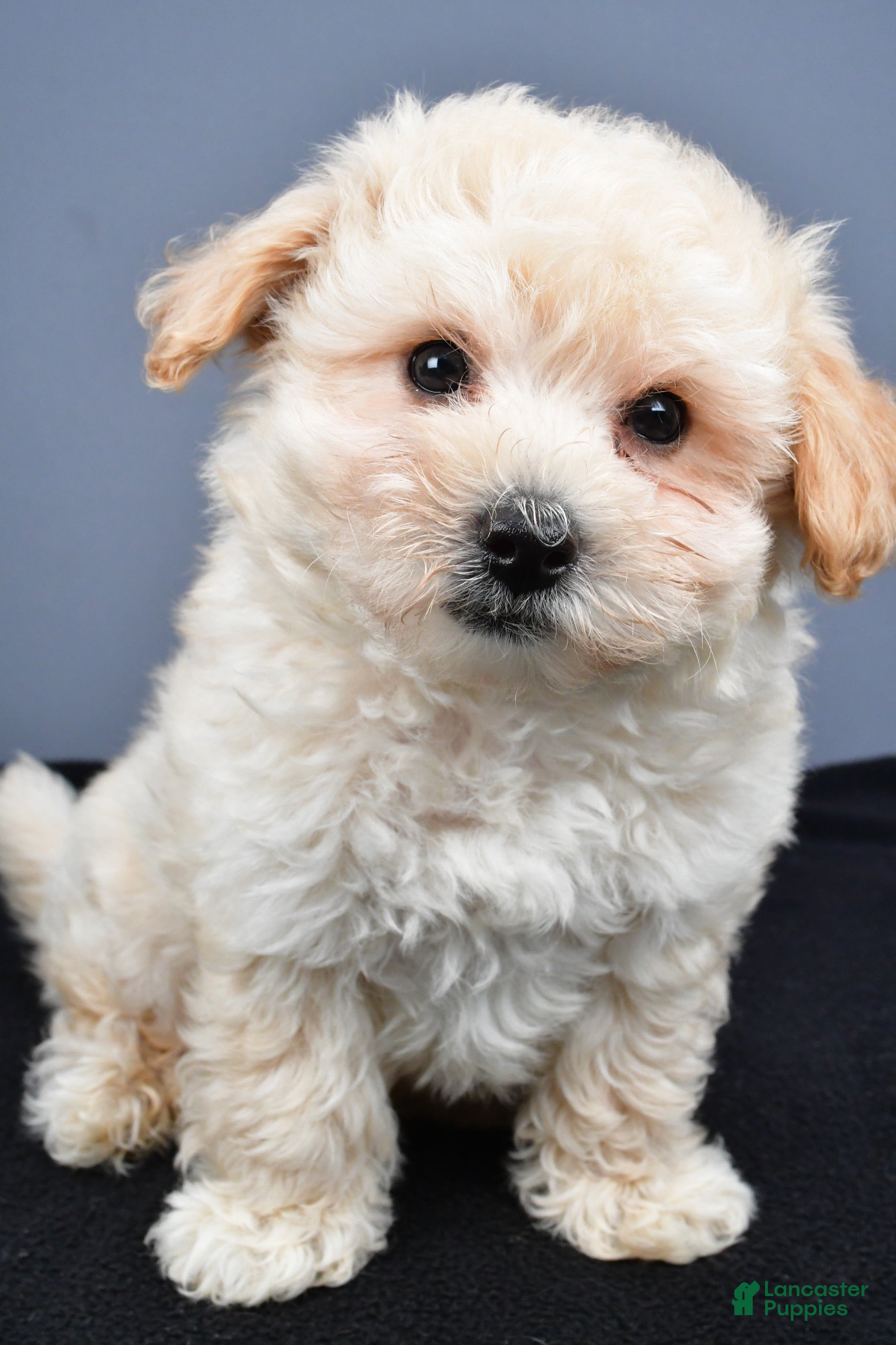 Maltipoo dogs Biscuit  - Ad 1