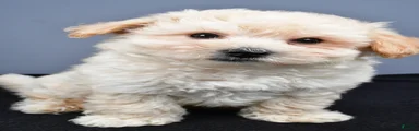 Biscuit 