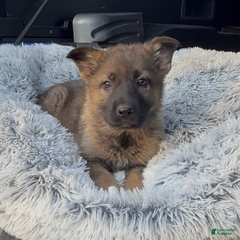 German Shepherd dogs TULITA - Ad 2