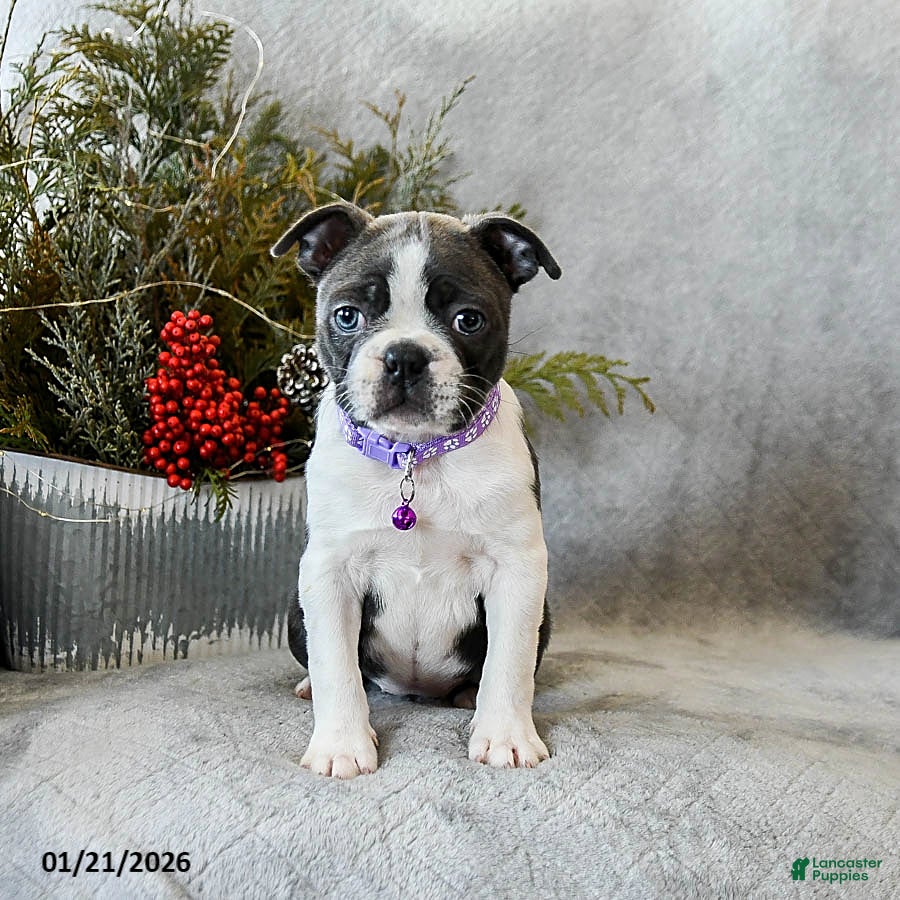 Boston Terrier dogs Poppy - Ad 1