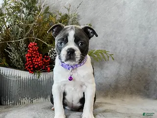 Boston Terrier dogs Poppy - Ad 40