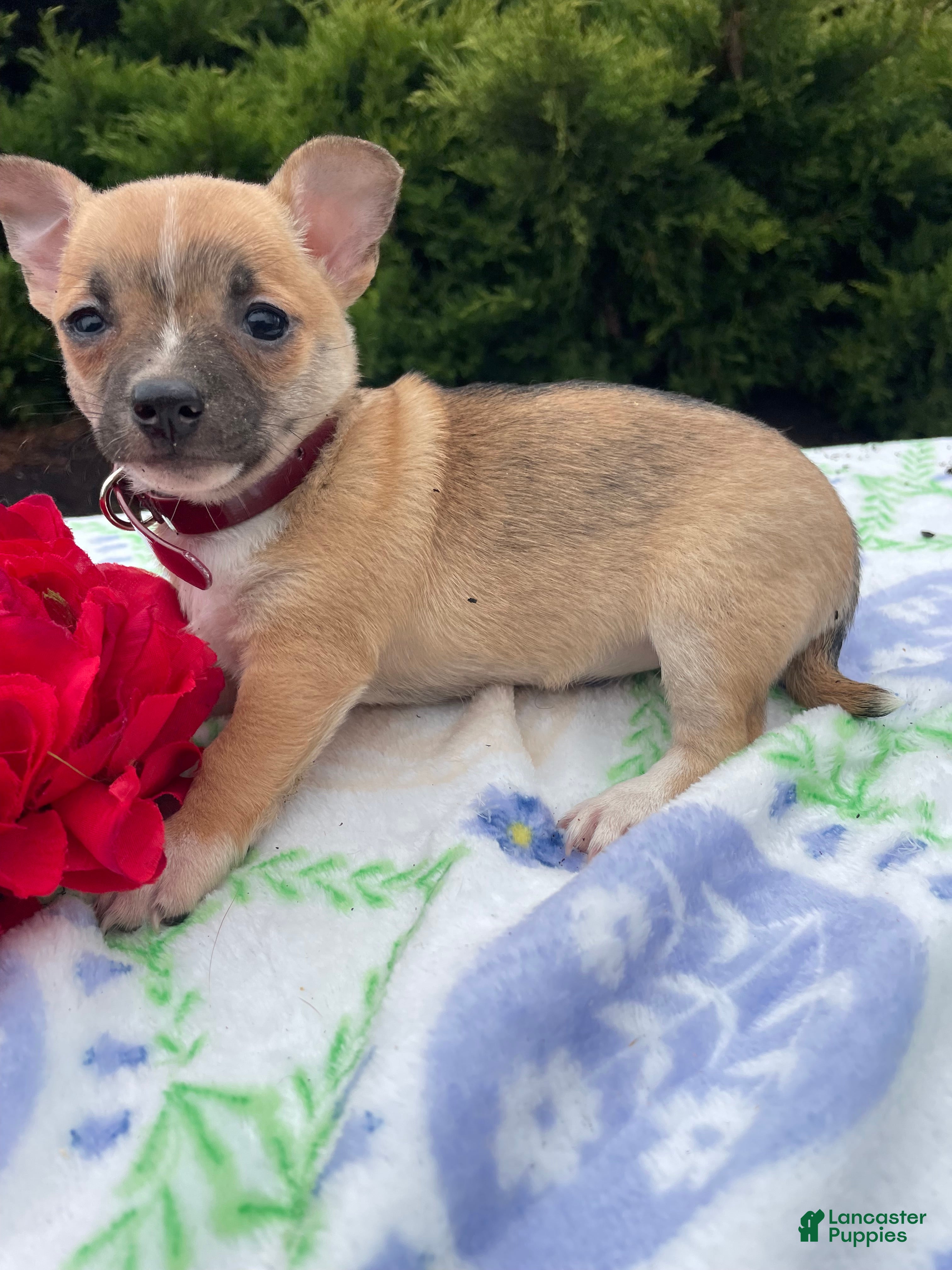 Chihuahua dogs Bubbles - Ad 42