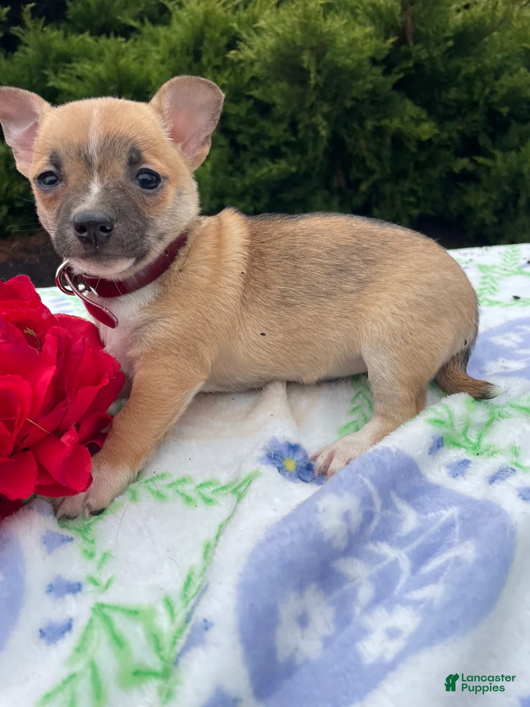 Chihuahua dogs for sale: Bubbles - Ad 1