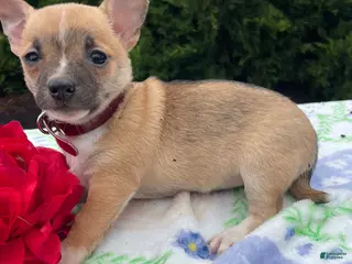 Chihuahua dogs Bubbles - Ad 42