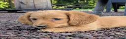 Dachshund dogs for sale: Copper - Ad 4