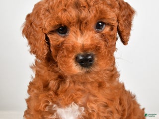 Mini Goldendoodle dogs - Ad 16