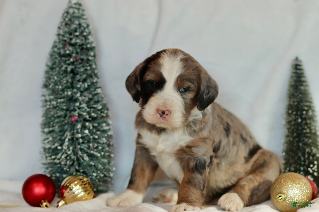 Bernedoodle dogs for sale: Doc - Ad 1