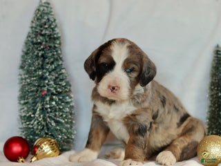 Bernedoodle dogs Doc - Ad 40