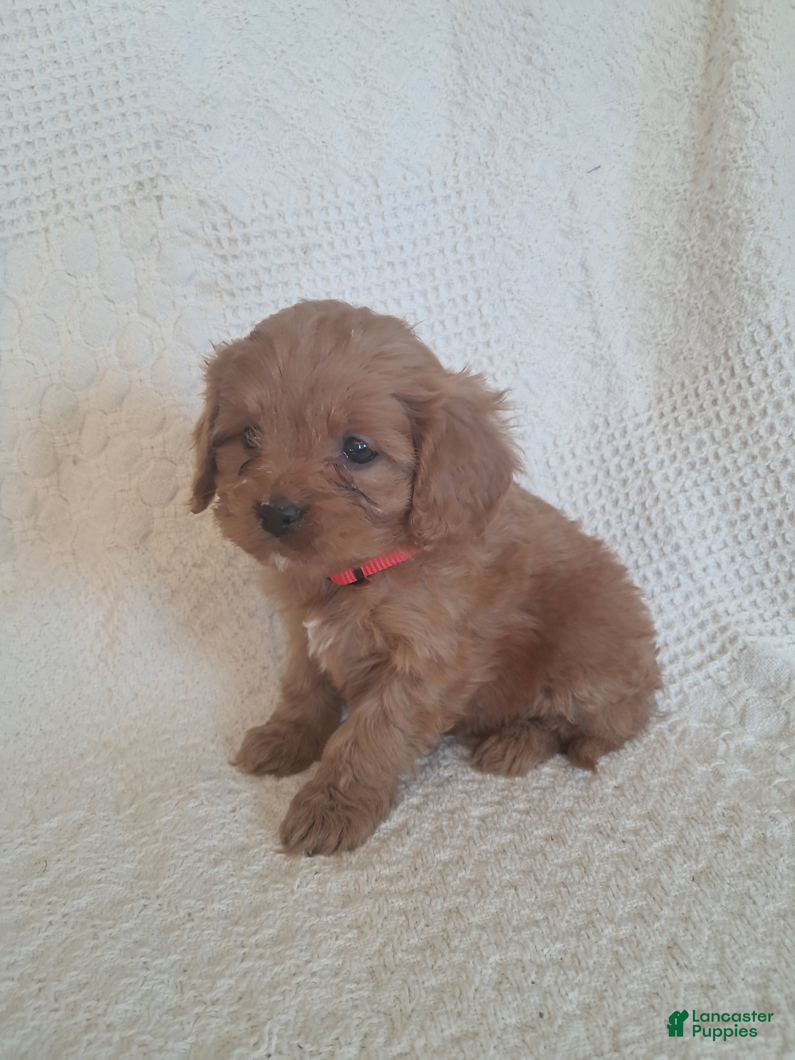 Cavapoo dogs Spotty  - Ad 1