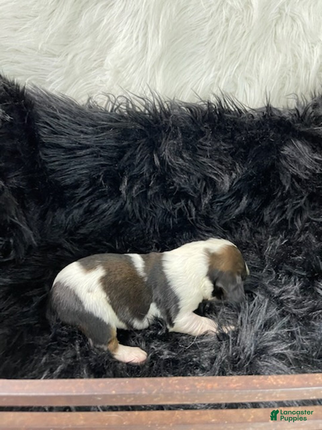 English Springer Spaniel dogs for sale: Gravy - Ad 2