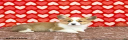 Welsh Corgi Pembroke dogs for sale: Roxy - Ad 8