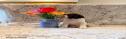 English Springer Spaniel dogs for sale: Snooby - Ad 1