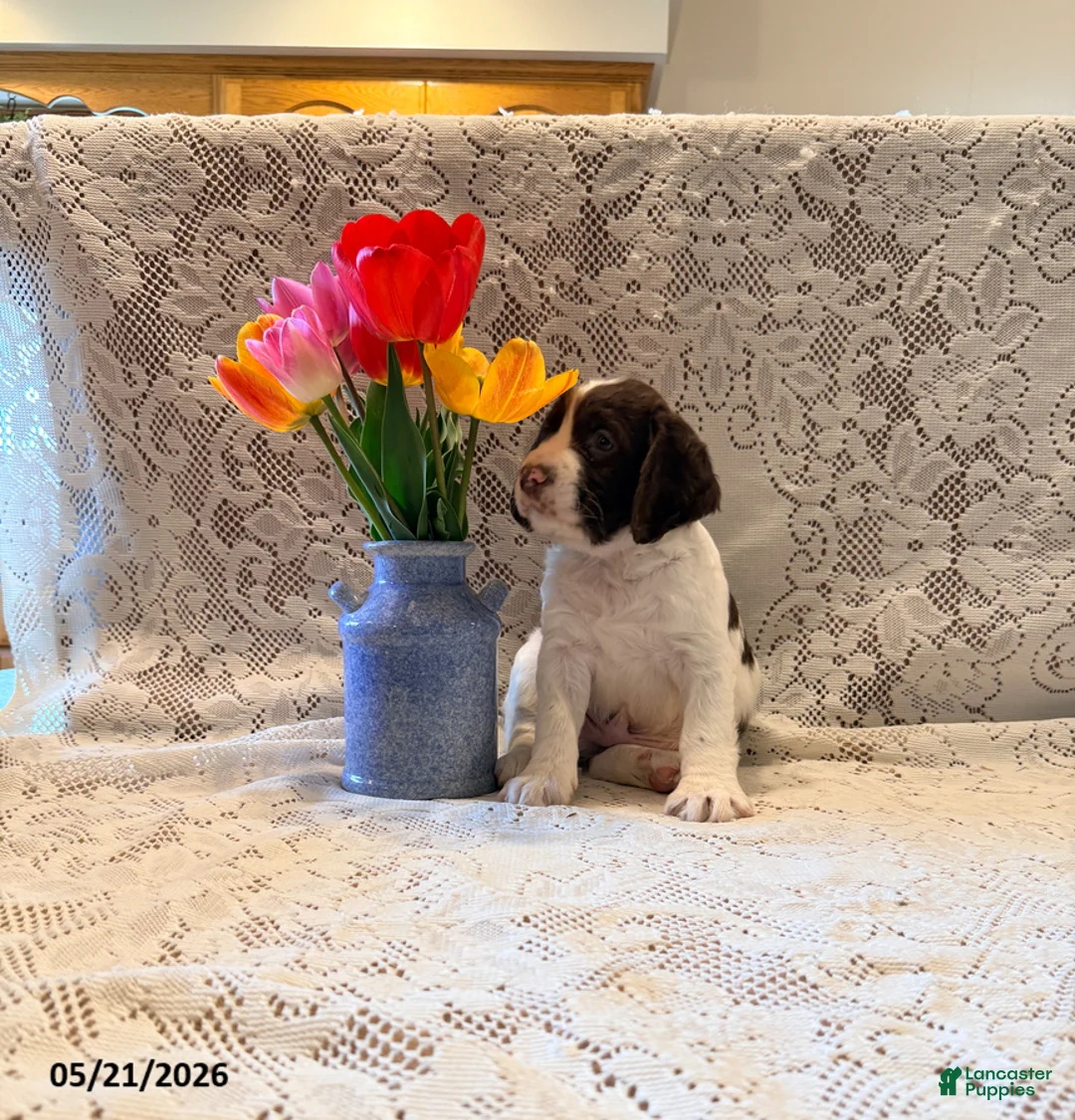 English Springer Spaniel dogs for sale: Snooby - Ad 1