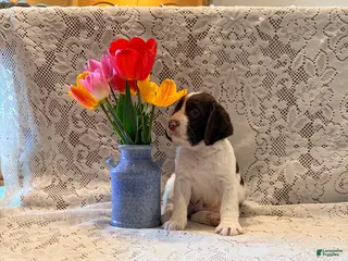 English Springer Spaniel dogs for sale: Snooby - Ad 4
