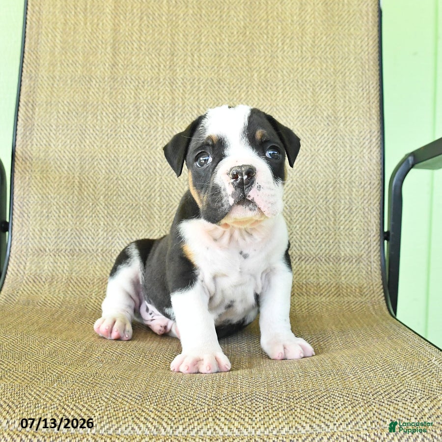 Olde English Bulldogge dogs Gunner - Ad 2