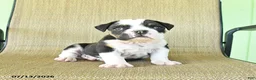 Olde English Bulldogge dogs for sale: Gunner - Ad 2