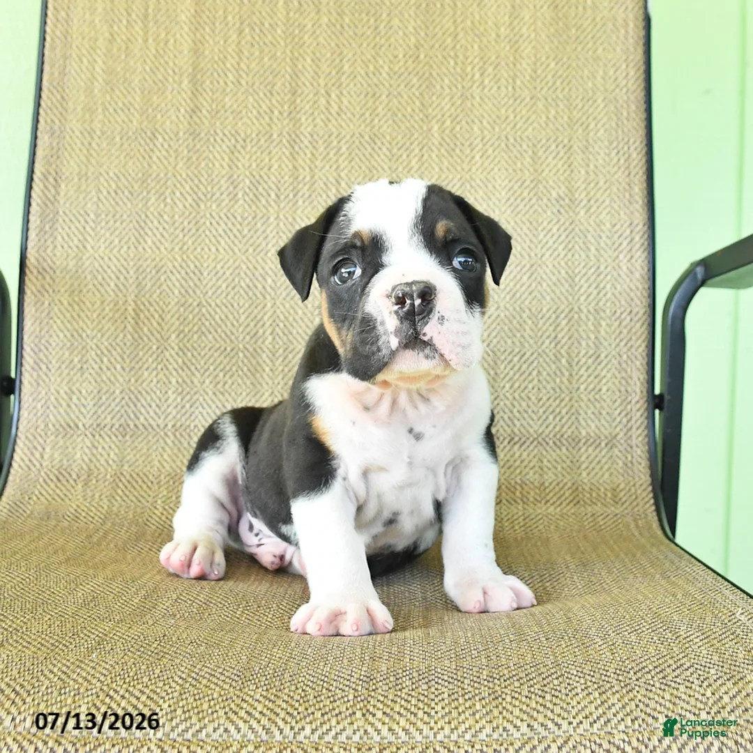 Olde English Bulldogge dogs for sale: Gunner - Ad 2