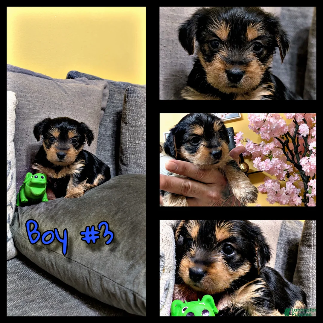 Yorkshire Terrier dogs for sale: Yorkshire Terrier Puppy #3 - Ad 1