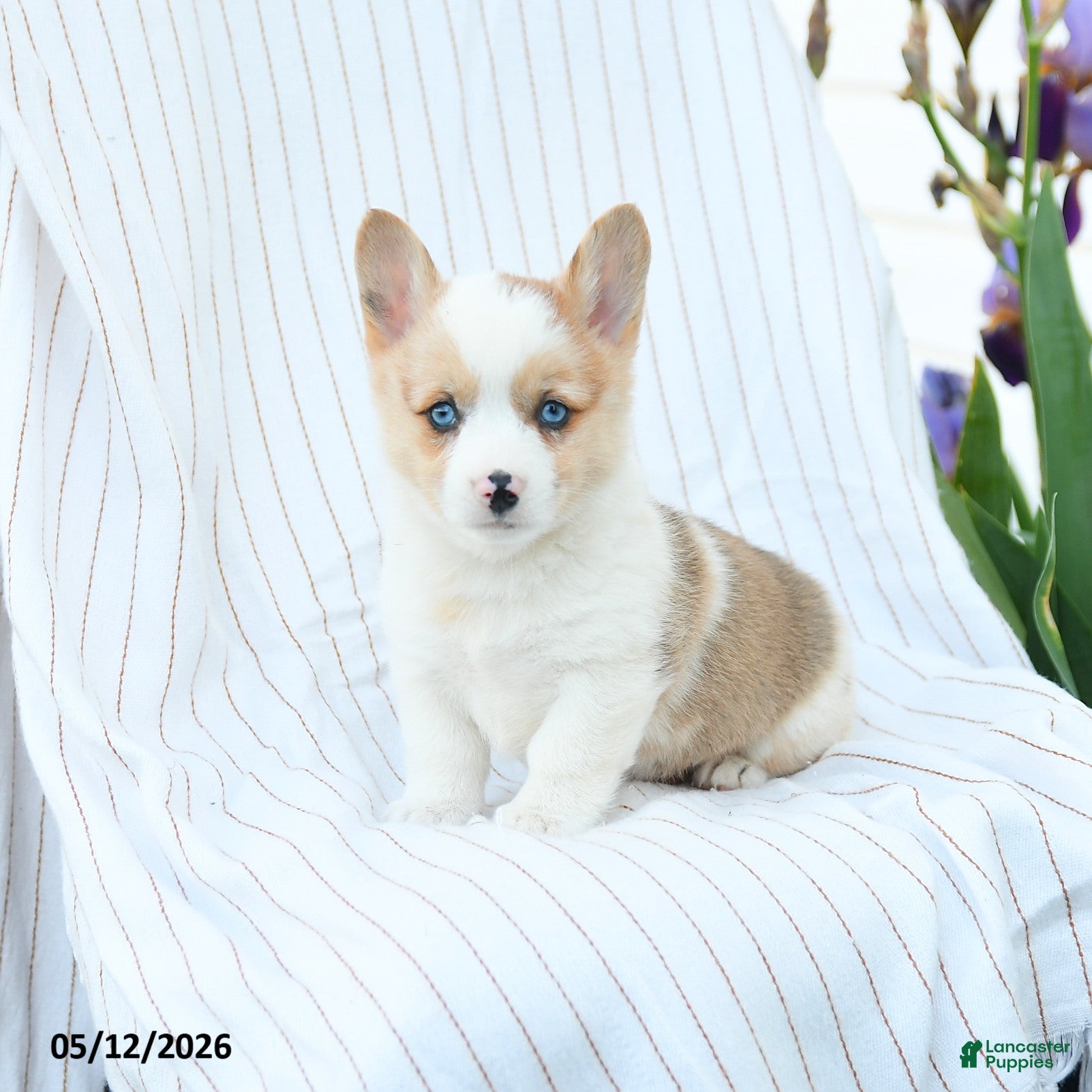 Welsh Corgi Pembroke dogs Chelsea - Ad 2
