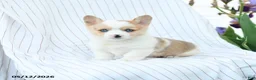 Welsh Corgi Pembroke dogs for sale: Chelsea - Ad 2