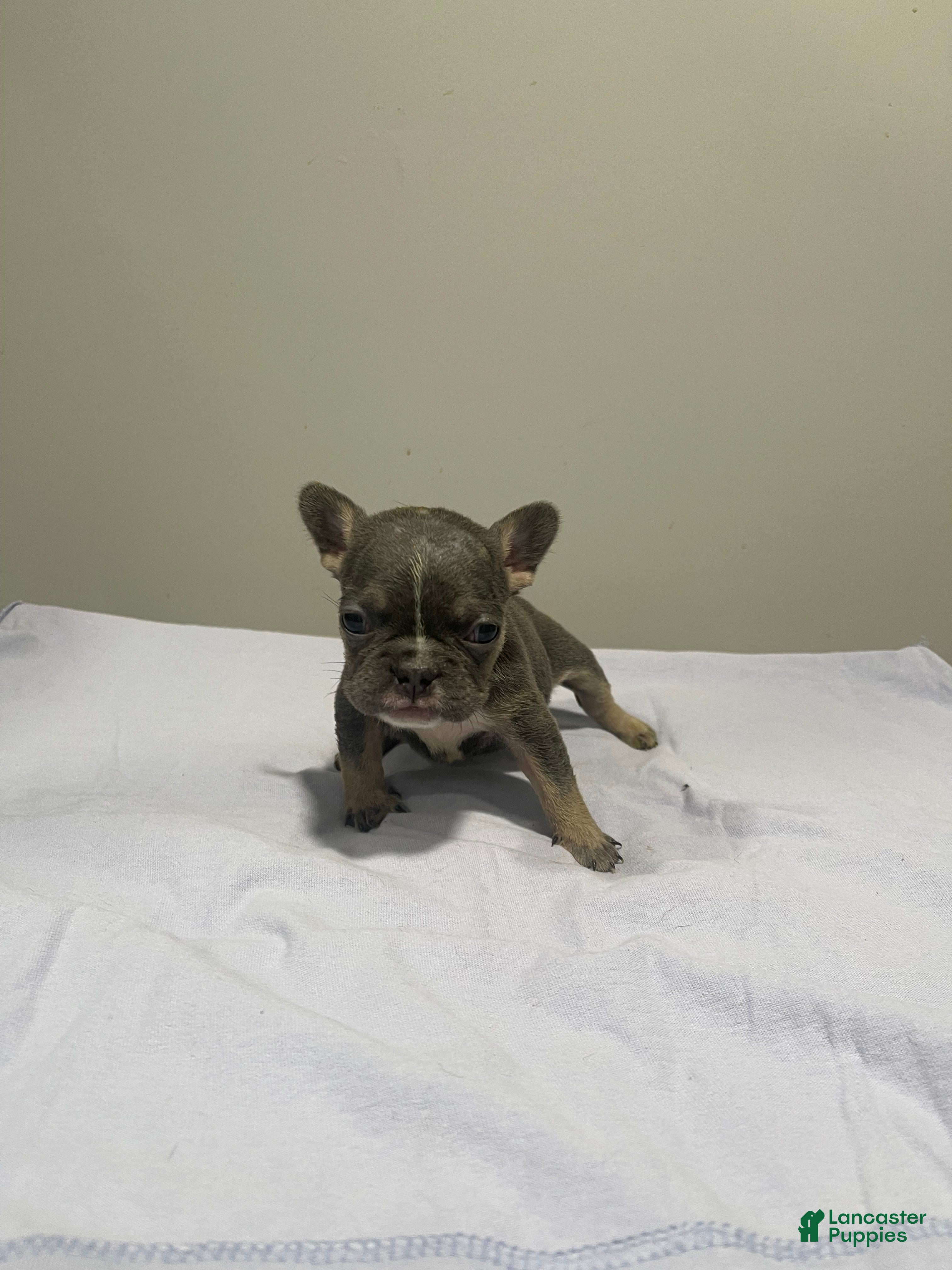 French Bulldog dogs French Bulldog Puppy 4 - Ad 3