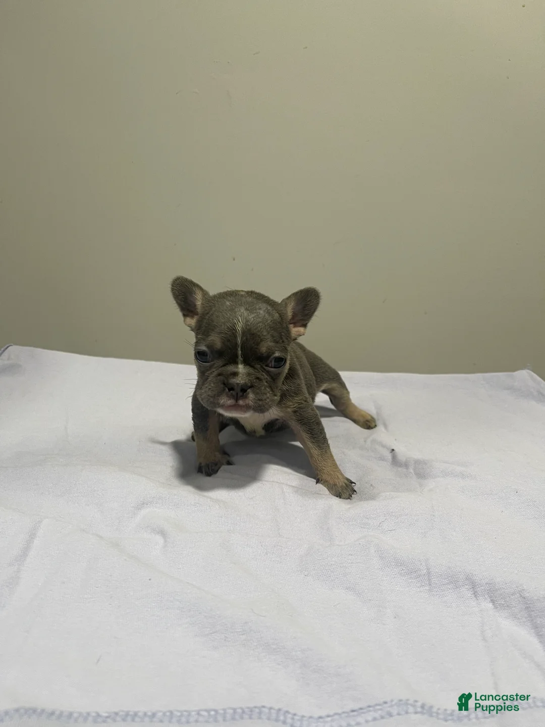 French Bulldog dogs for sale: French Bulldog Puppy 4 - Ad 1