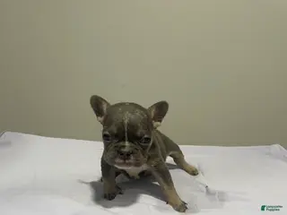 French Bulldog dogs French Bulldog Puppy 4 - Ad 3