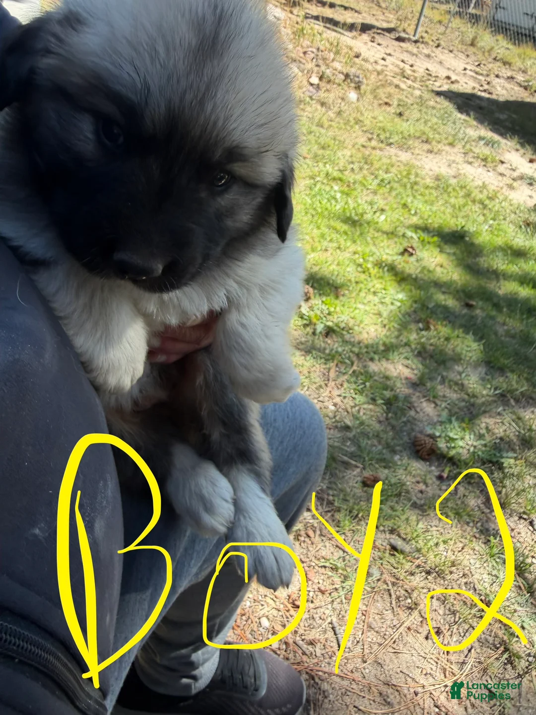 Mixed Breed dogs for sale: Boy 2 - Ad 2