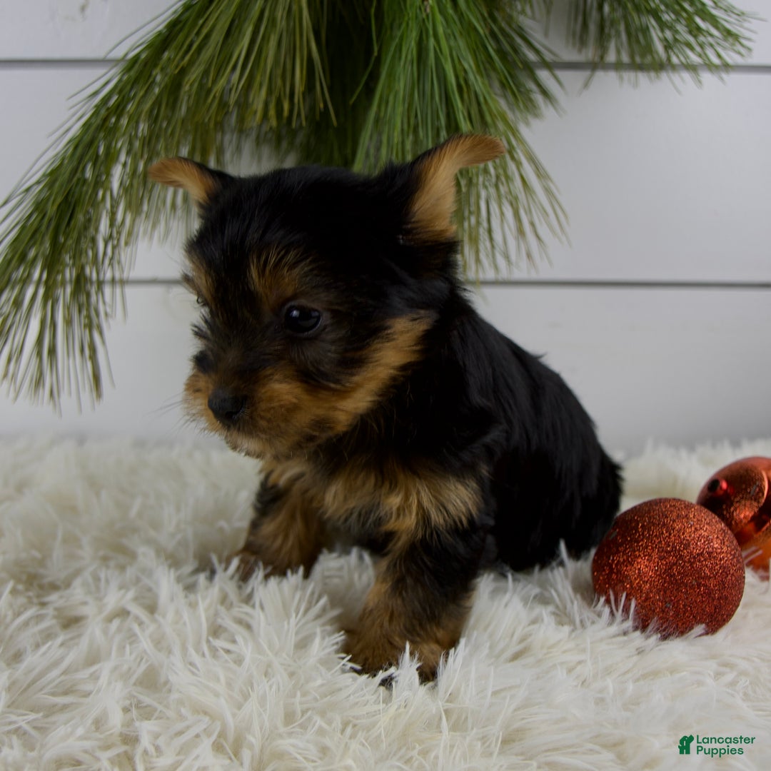 Yorkshire Terrier dogs for sale: Cameron - Ad 5