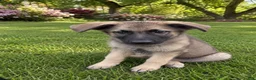 German Shepherd dogs for sale: Burger  - Ad 4