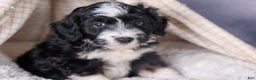 Mini Aussiedoodle dogs for sale: Payday - Ad 19