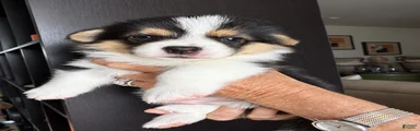 Oscar