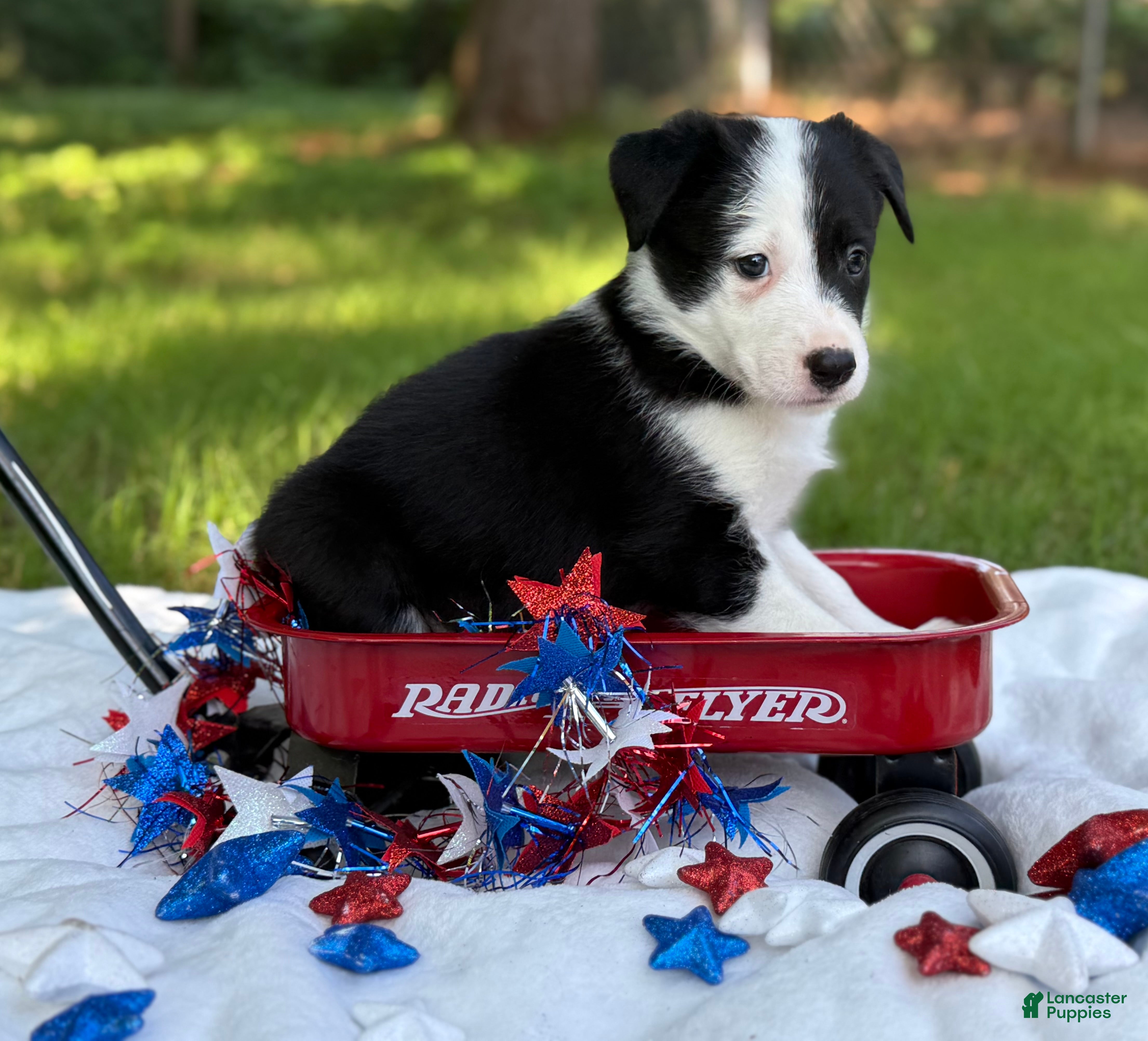 Border Collie dogs Patch - Ad 1