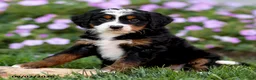 Mini Bernedoodle dogs for sale: Gigi - Ad 4