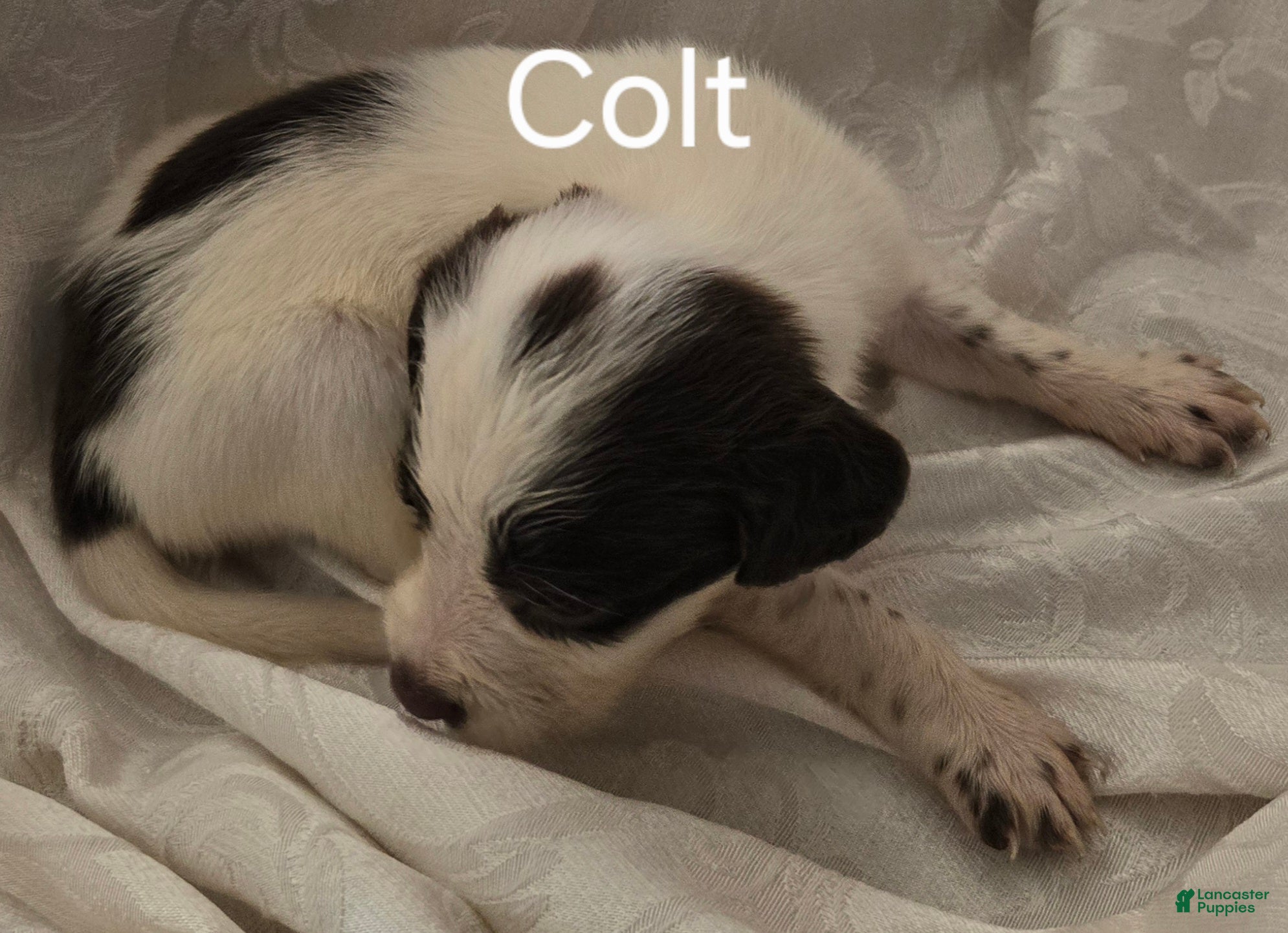 English Springer Spaniel dogs Colt - Ad 2