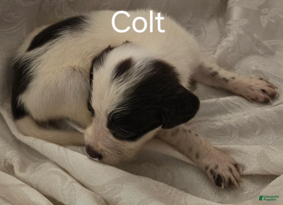 English Springer Spaniel dogs for sale: Colt - Ad 2