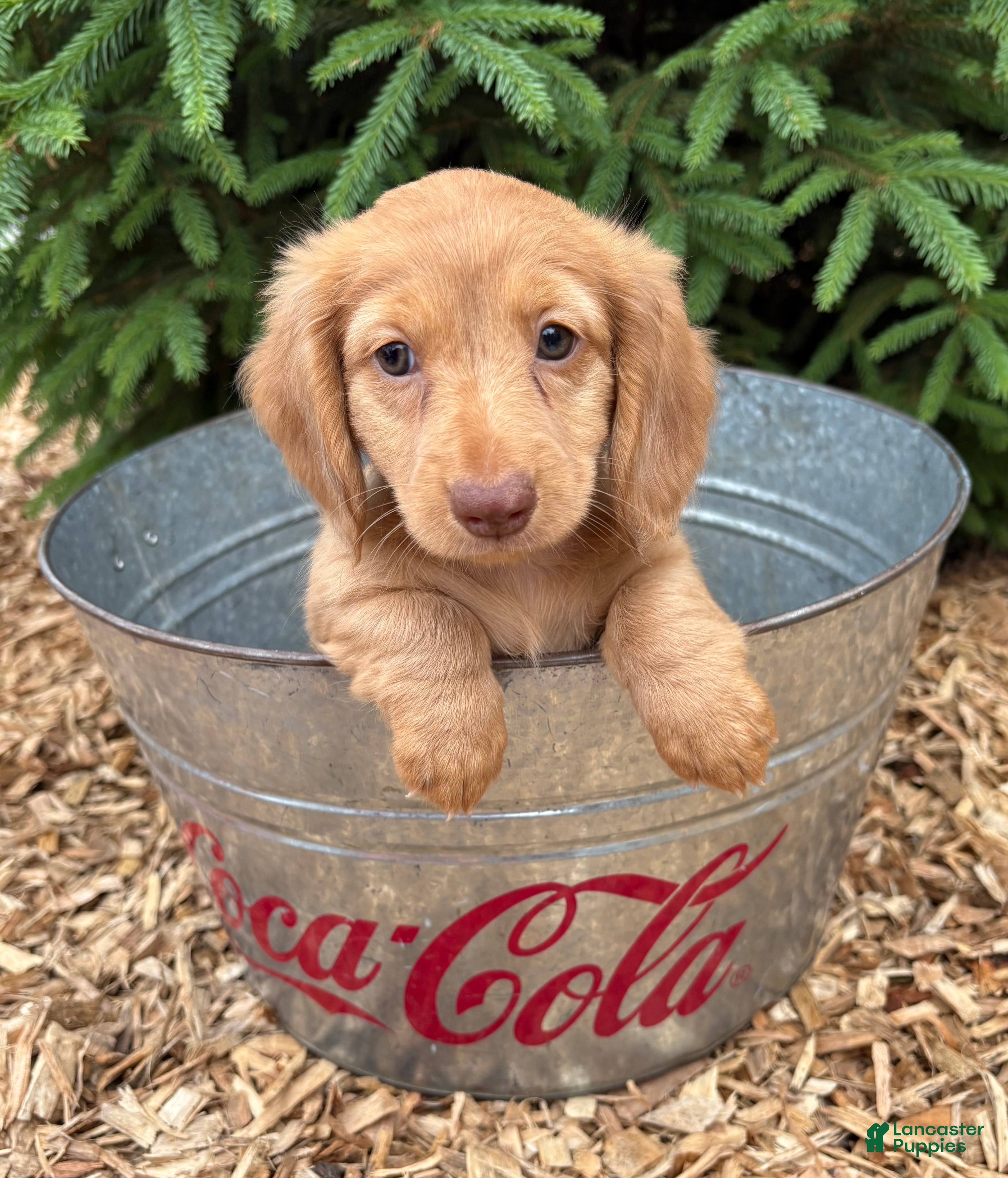 Dachshund dogs Rhea - Ad 2