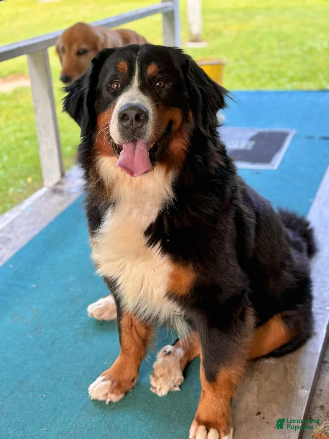 Bernese Mountain Dog dogs for sale: Chanel - Ad 2