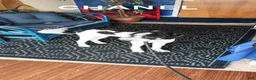 Bernedoodle dogs for sale: Lilo  - Ad 8