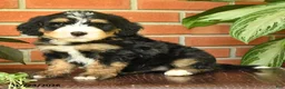Bernedoodle dogs for sale: Jarlin - Ad 4